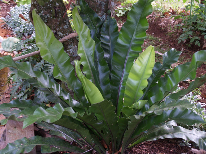  - Limba-cerbului sau Asplenium nidus planta semiacvatica