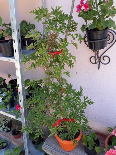  - Graveolenns Rose Citronella