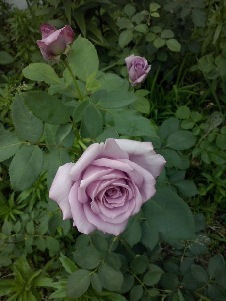 Mamy Blue - Trandafiri 2018-IV