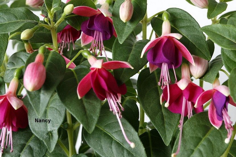 04.06.18 - 02 Fuchsia