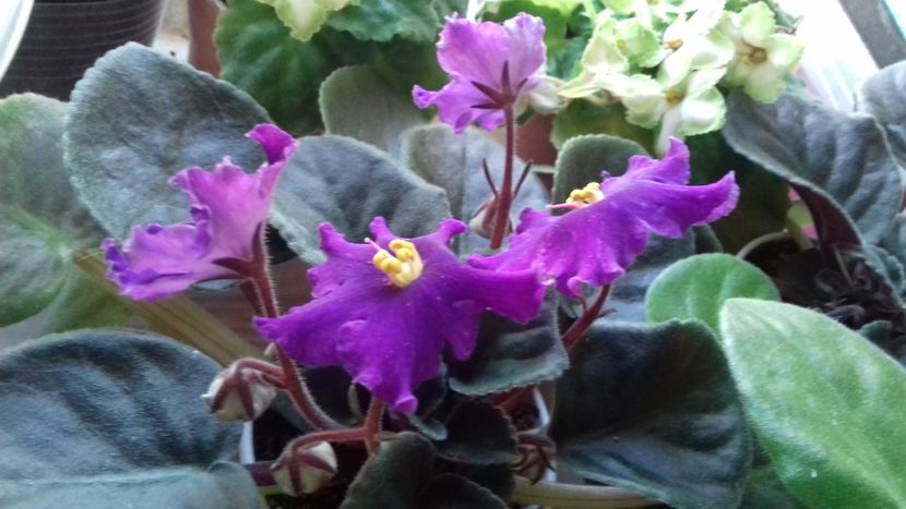  - ZZ An Rio Rita sport