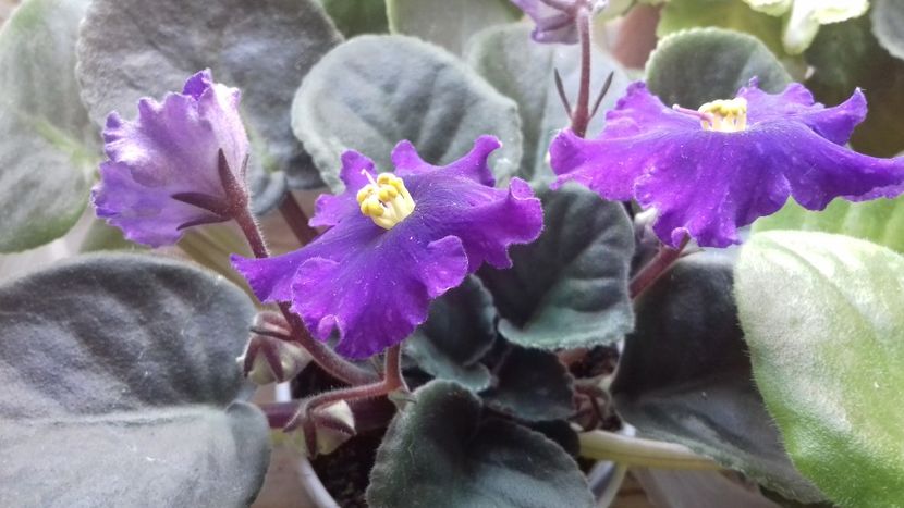  - ZZ An Rio Rita sport