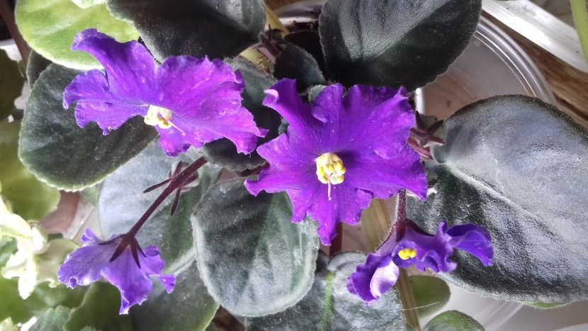  - ZZ An Rio Rita sport