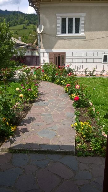 IMG-20180602-WA0008 - Trandafiri 2018