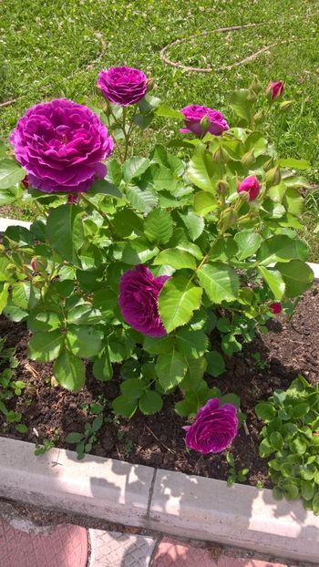 IMG-20180602-WA0006 - Trandafiri 2018