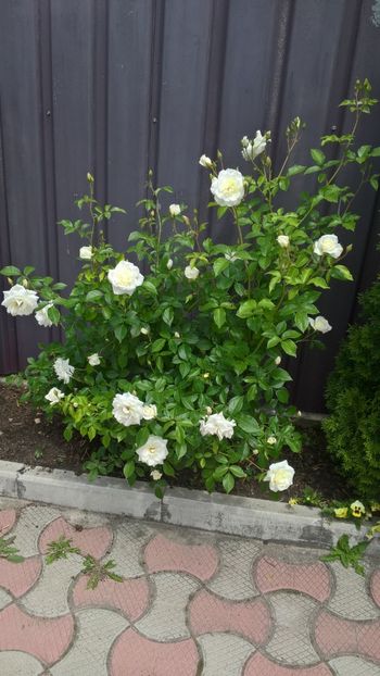 IMG-20180602-WA0003 - Trandafiri 2018