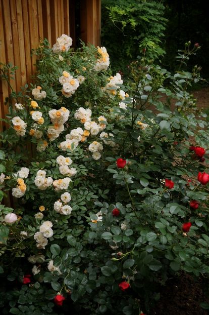  - Ghislaine de Feligonde