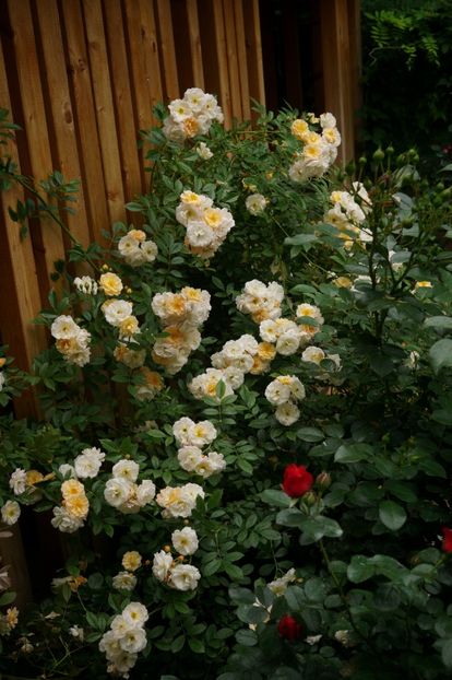  - Ghislaine de Feligonde