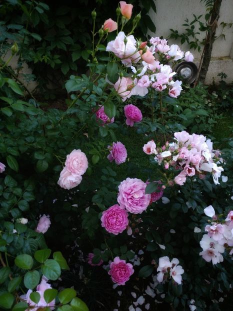 20180525_075040-01 - Princess Alexandra of Kent