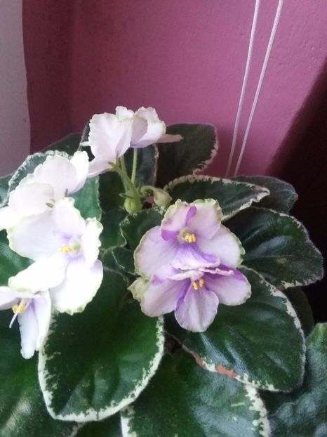 "Sportiva" - Violete 2018