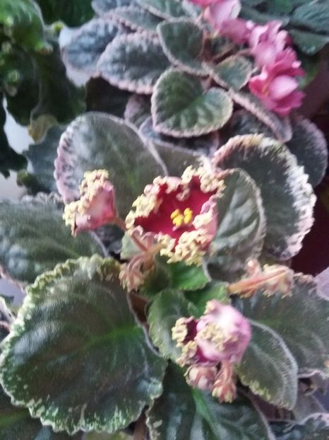 RS-Don Zhuan - Violete 2018