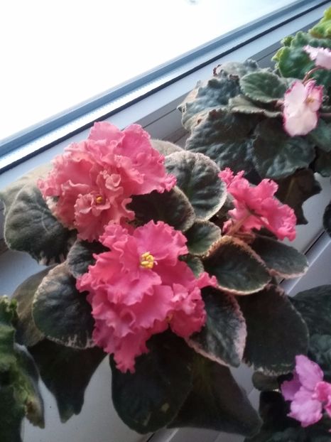 Ness Orange Pecoe - Violete 2018