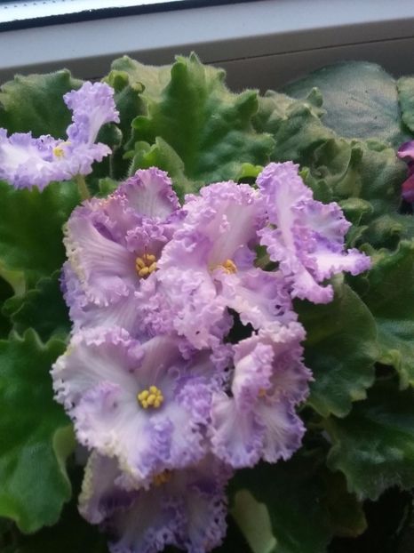 Partly Cloudy - Violete 2018