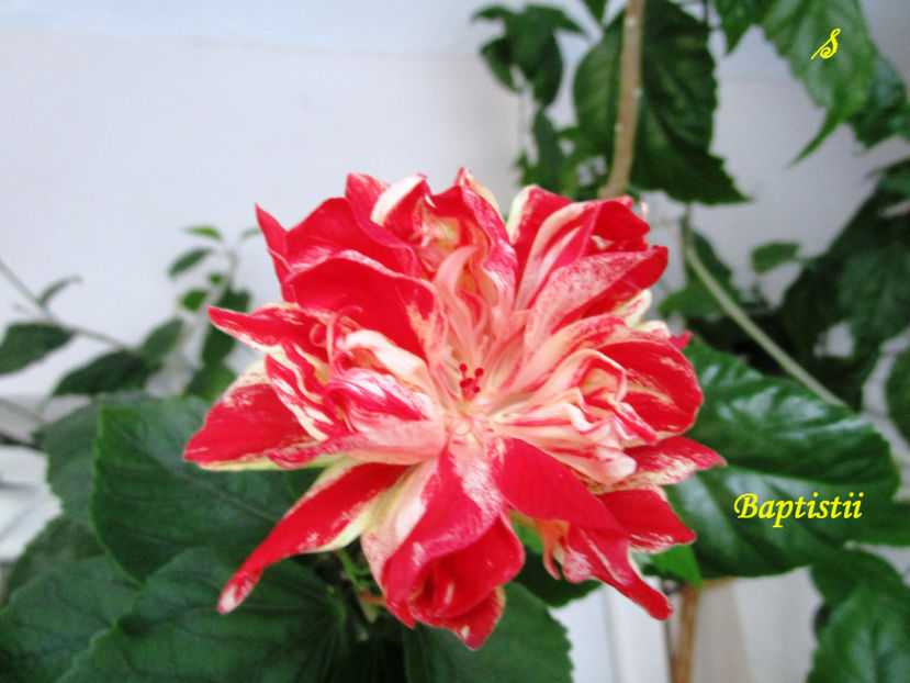 Baptistii(5-06-2018) - Hibiscusi 2018