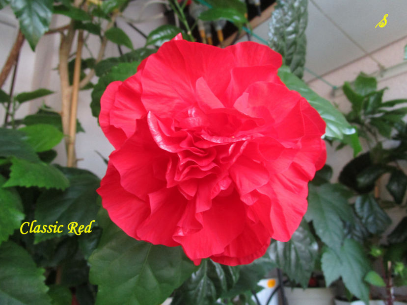 Classic Red(5-06-2018) - Hibiscusi 2018