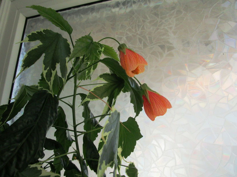 Abutilon variegat(5-06-2018) - Abutiloni 2018