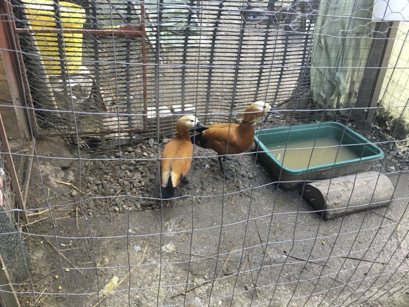 34385969_677760332557555_7624919461371314176_n(1) - Califar Rosu