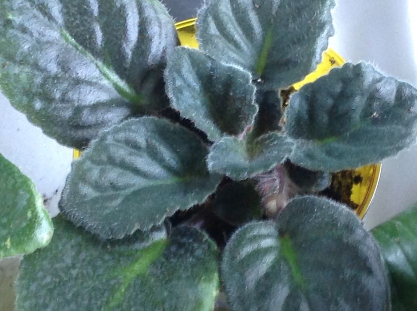  - Violete de colecție cand nu poti sa te oprești 2018aprilie