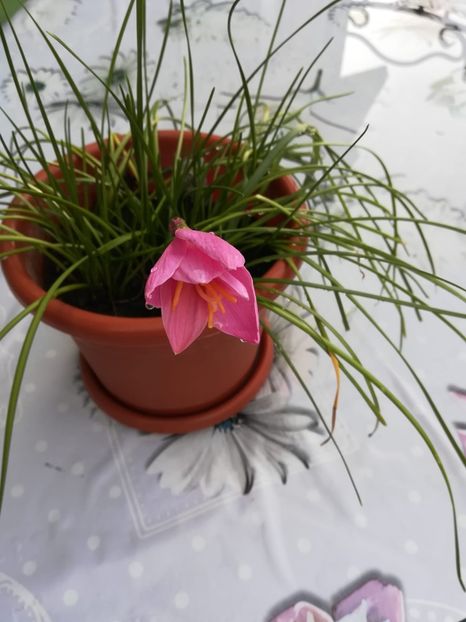 Zephyranthes - Diverse flori