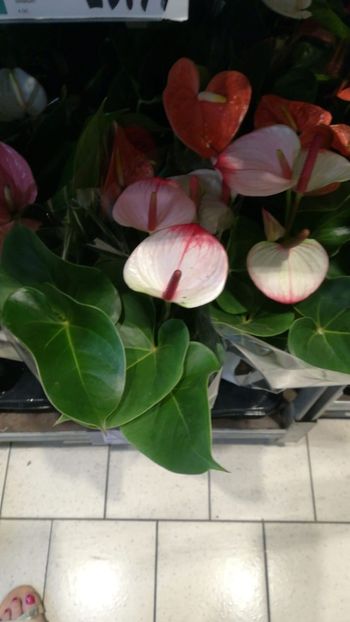 Anthurium Amalia Elegance alb cu roz - Anthurium - Floarea Flamingo