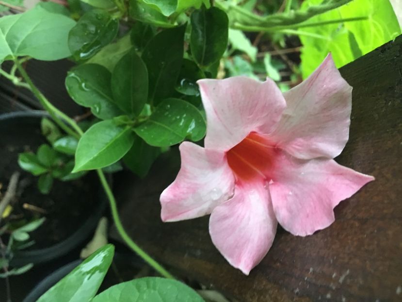 9A1CF6BB-4383-4F9A-AC95-424AA13F8904 - Mandeville 2018