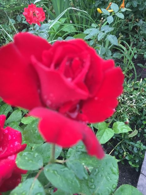 Dame de Coeur - Trandafiri 2018 ll