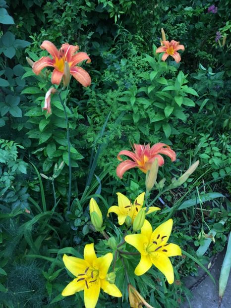 FBC0FE6F-B30A-478B-B20F-A3B5C6E41EA5 - Hemerocallis 2018