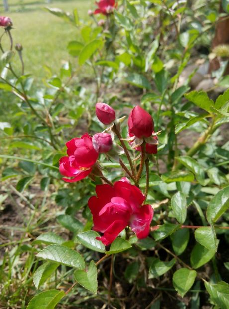 2018-5 iunie - Ponpon du Lyon