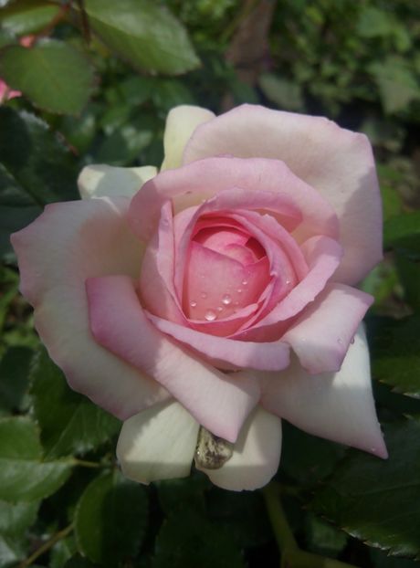 2018-5 iunie - Eden rose