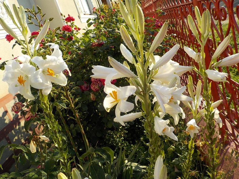  - lilium candidum