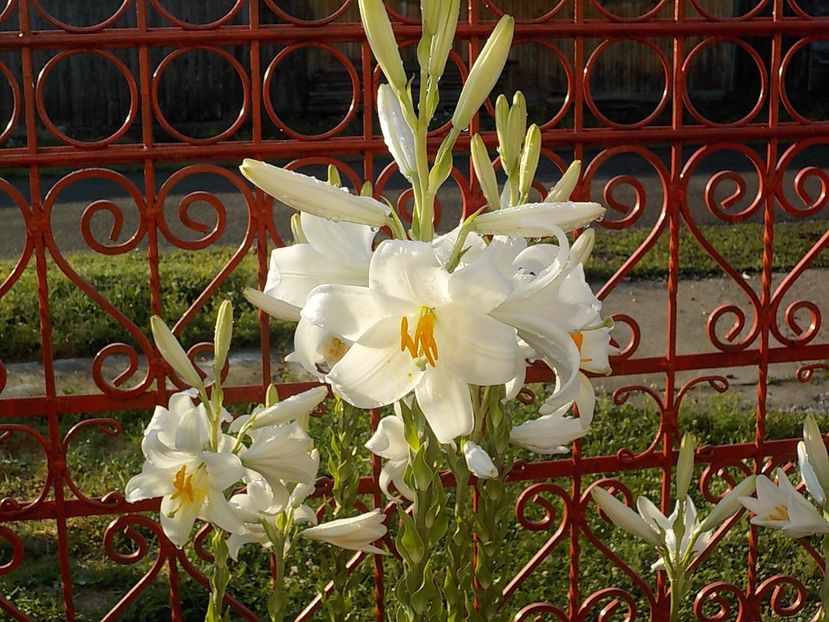  - lilium candidum