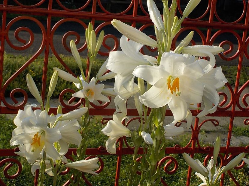  - lilium candidum