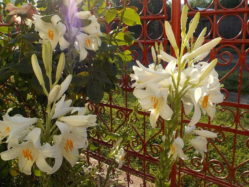  - lilium candidum