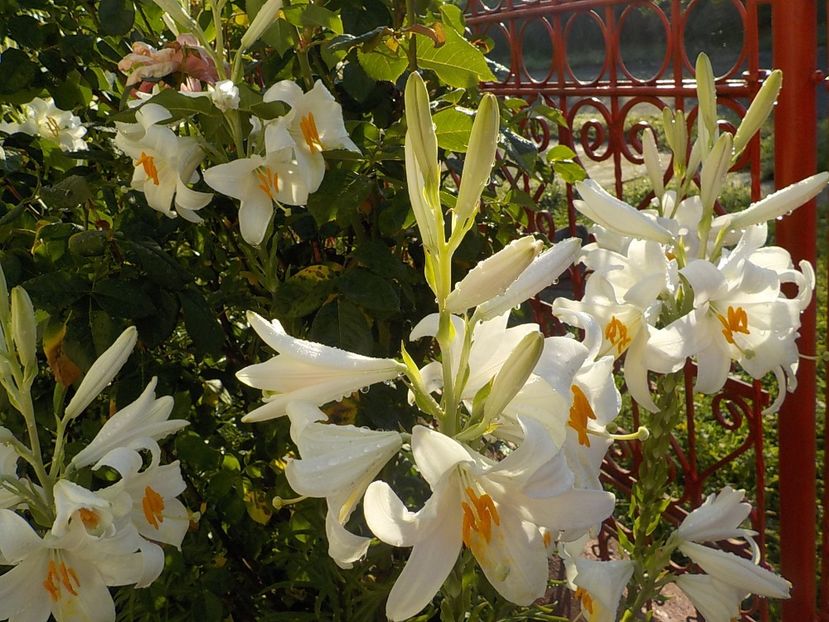  - lilium candidum
