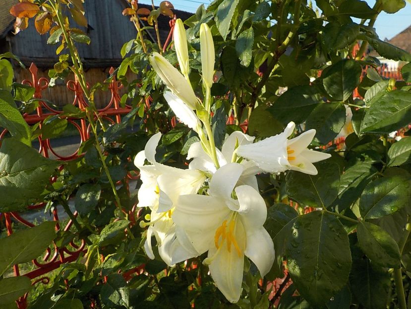  - lilium candidum