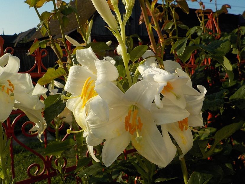  - lilium candidum