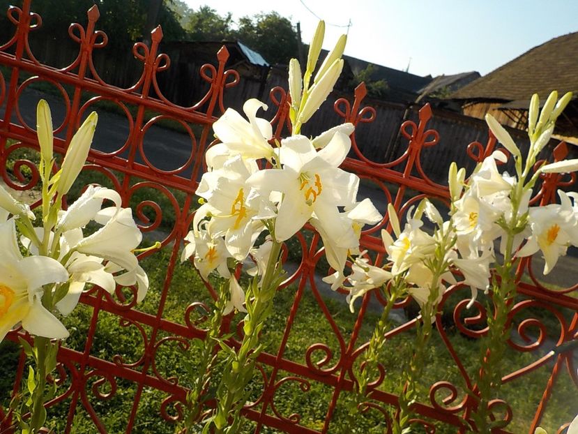  - lilium candidum