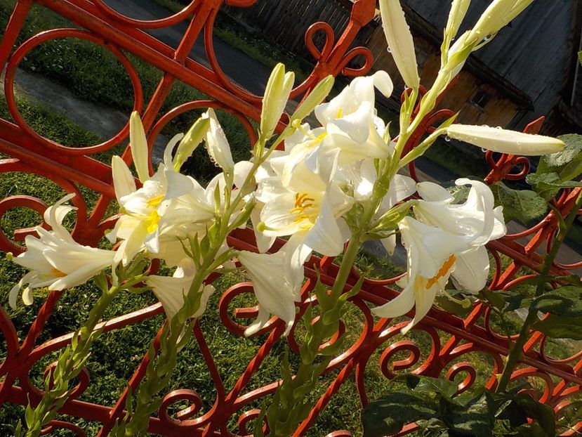  - lilium candidum