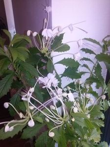  - Clerodendron Macrosiphon Do-Re-Mi plant