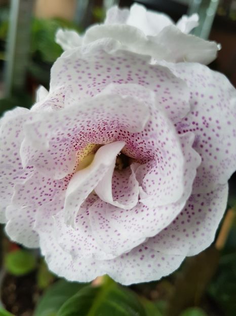 47 -1 - gloxinia 2018