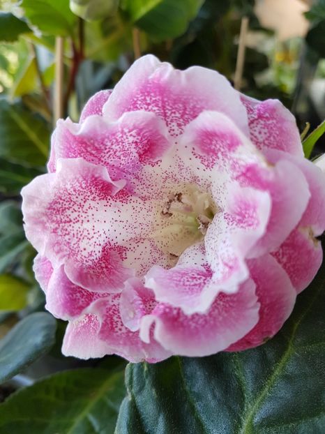 Charm - gloxinia 2018
