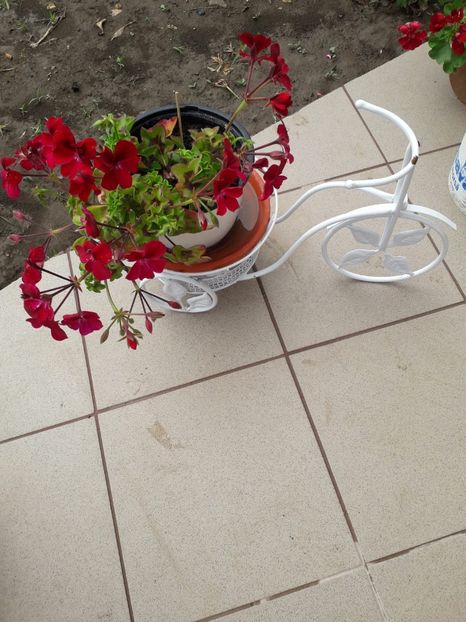 Muscata - De prin gradina