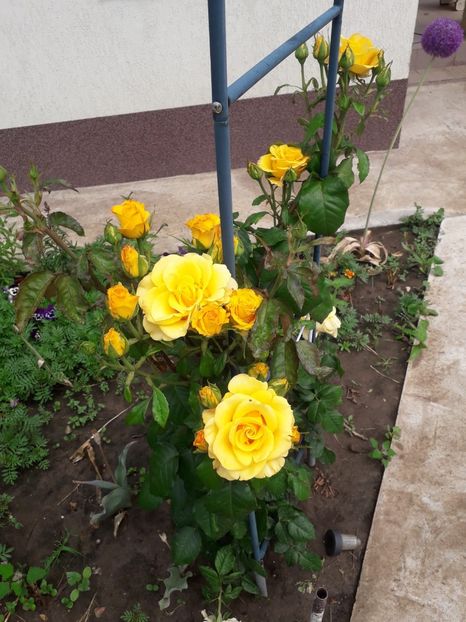 Trandafir catarator Golden Shower - Trandafiri mai 2018