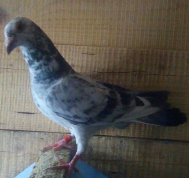 Mascul 17-900 DV......-Targoviste - Porumbei vanduti