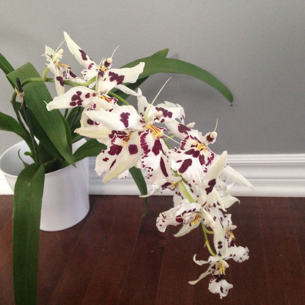  - 2018 Plante de interior