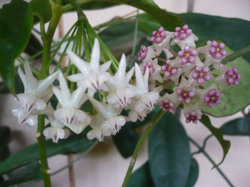 P1370759 - HOYA 2018-1