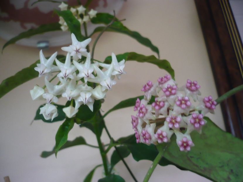 P1370760 - HOYA 2018-1