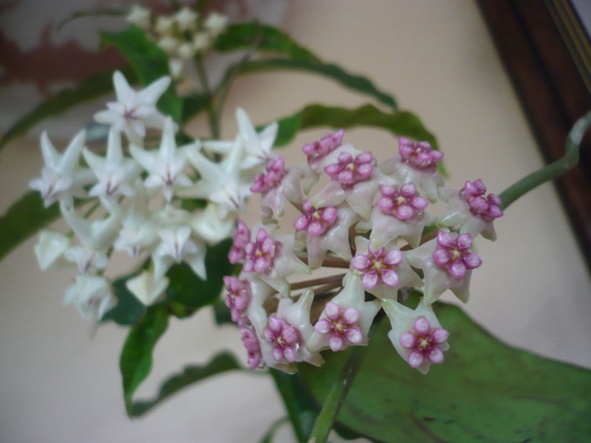 P1370761 - HOYA 2018-1