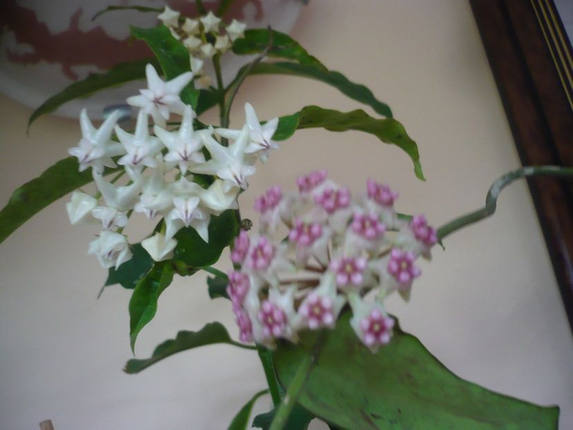 P1370762 - HOYA 2018-1