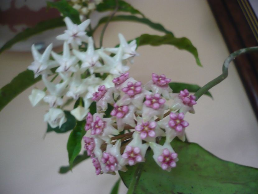 P1370763 - HOYA 2018-1